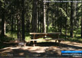 A campsite in the forest at Oldman River Campground